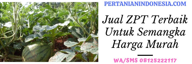 pertanian indonesia,semangka,tembikai,mendikai,harga murah